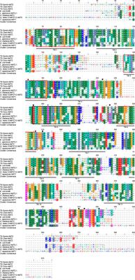 Symbiotic Dinoflagellates of the Giant Clam, Tridacna squamosa, Express Ammonium Transporter 2 at the Plasma Membrane and Increase Its Expression Levels During Illumination